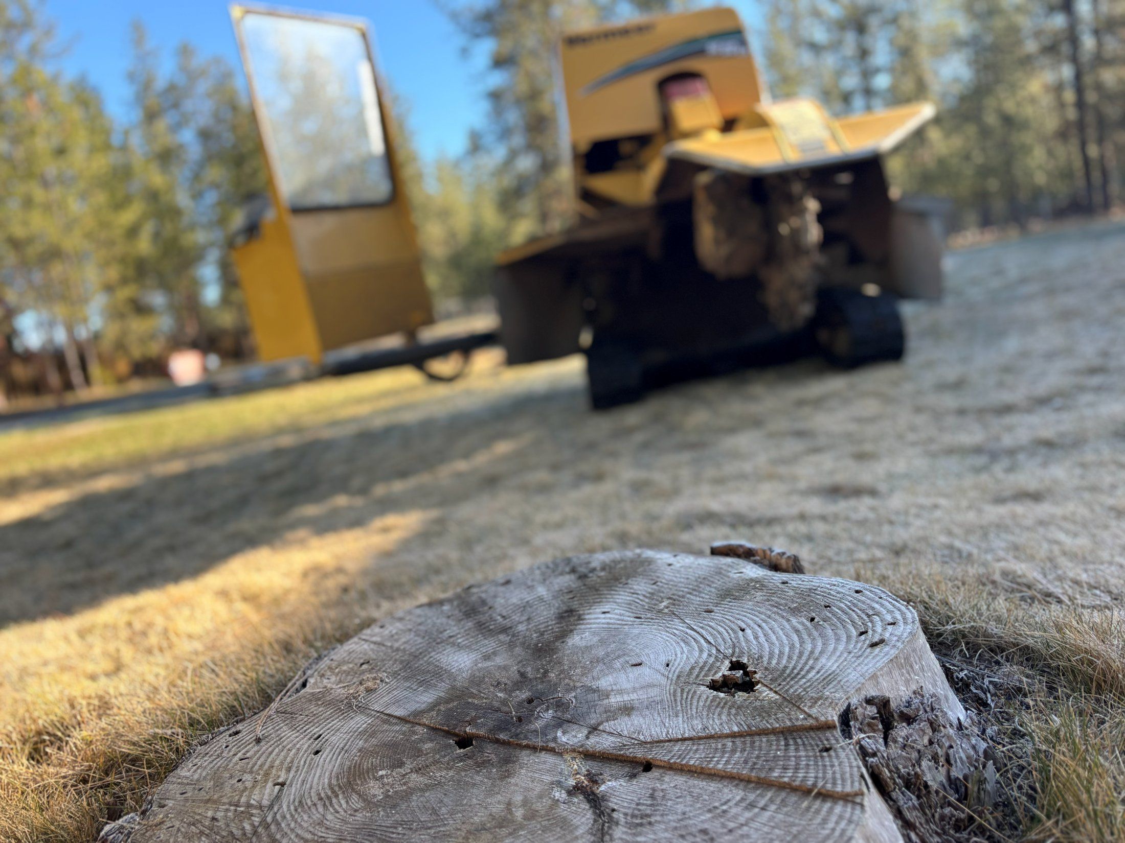 A freshly cut tree stump in a frosty Spokane lawn with the tracked stump grinder behind it