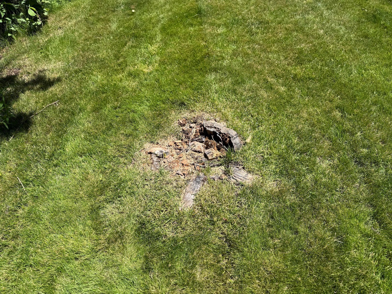 Stump remnant sitting in the lawn before grinding