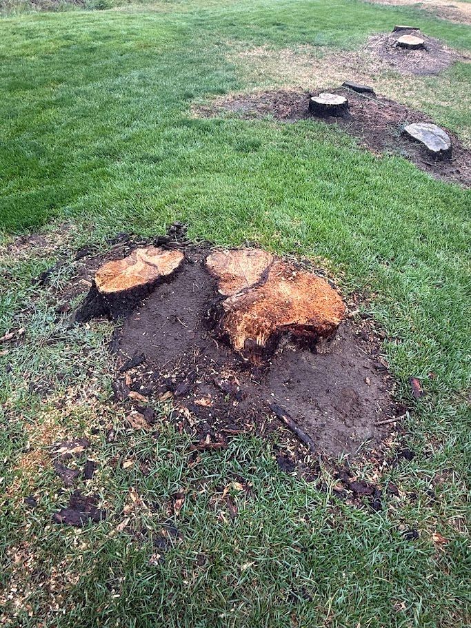Multi-trunk tree stump with several cut faces sharing one root mass in a lawn, Deer Park, WA