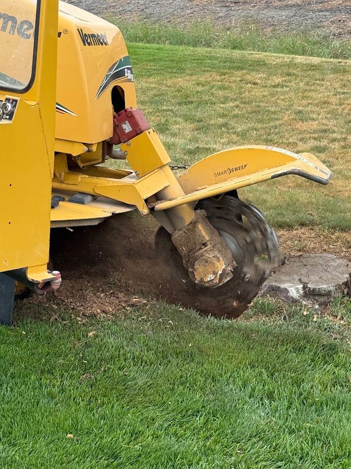 Stump grinder cutting wheel grinding a tree stump below grade in a lawn