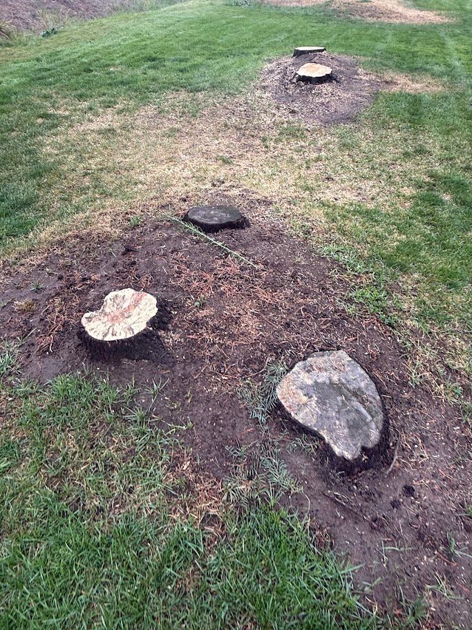 Several freshly cut tree stumps with exposed soil and roots in a lawn, Deer Park, WA