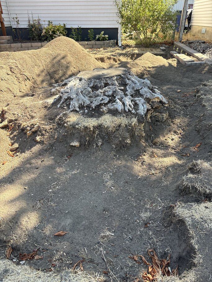 Large old weathered tree stump with a wide exposed root flare, surrounded by a dug-out pit and piles of sand and soil, between two houses in north Spokane, WA