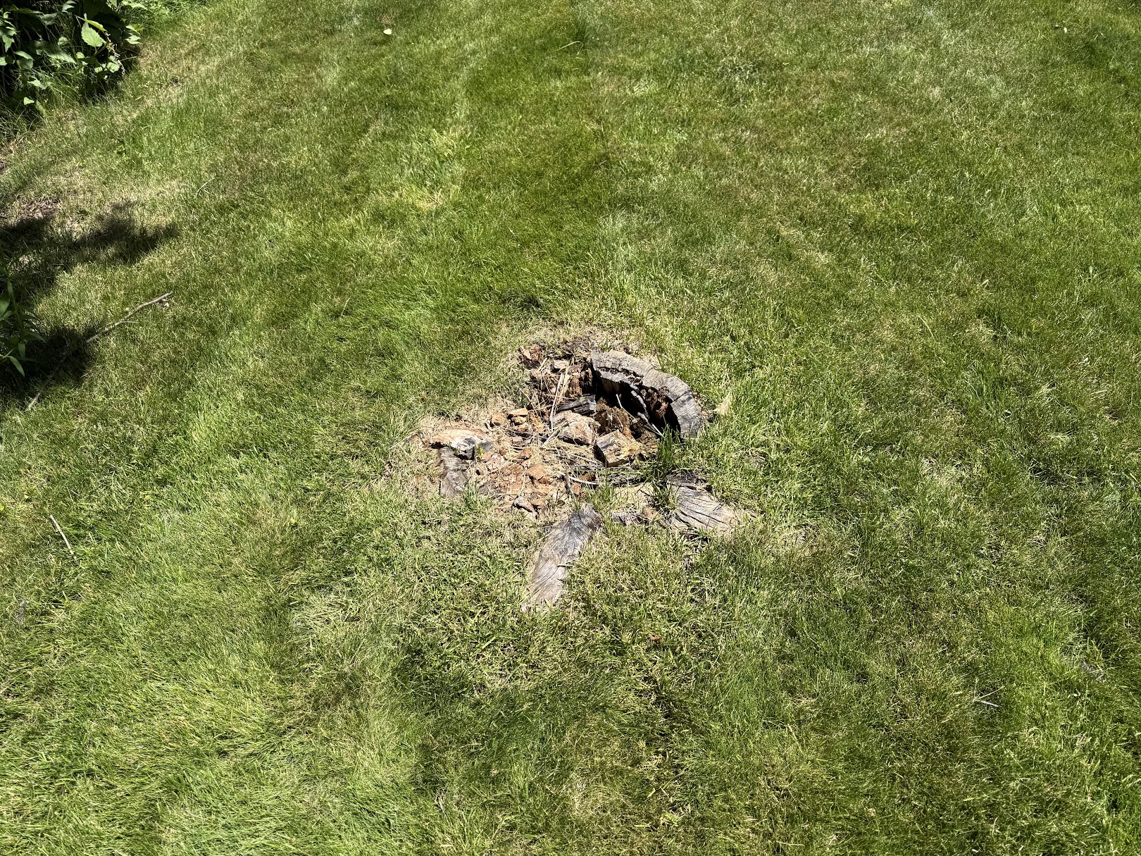 Stump remnant sitting in the lawn before grinding